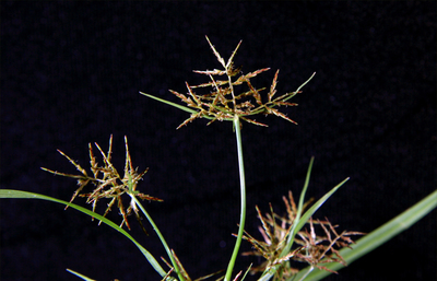 Cyperus distans