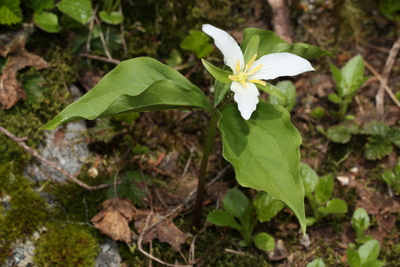 Trillium ovatum