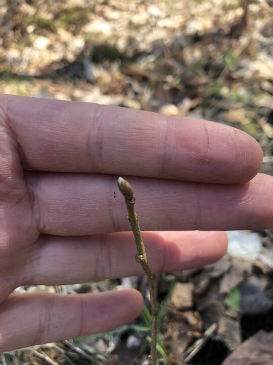 Spring in the yarden
Trees and shrubs are budding! Looks like we will see flowers from the haskaps and leaves from the hazels very soon. Also, the Turkish hazelnut and hickory seedlings survived!