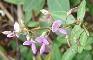 Panicled tick trefoil