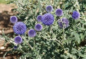 Globe Thistle