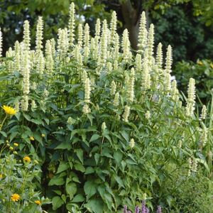 Yellow giant hyssop