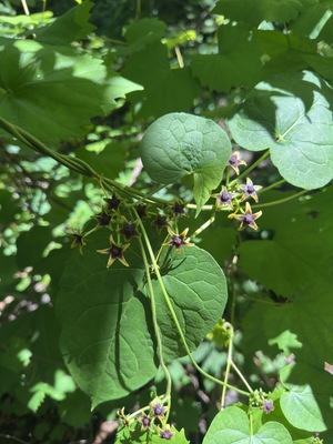 Anglepod / Anglepod Milkvine Flowers-Gonolobus suberosus