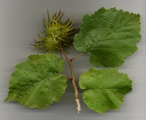 Turkish Hazel