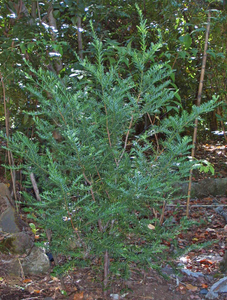 Plum-Fruited Yew