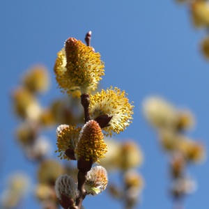 Rosegold Pussy Willow