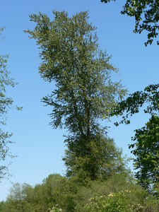 Western Balsam Poplar
