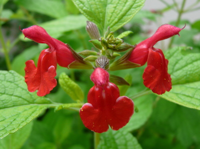 Salvia microphylla