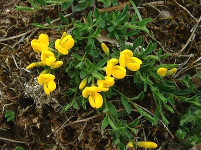 Genista pilosa