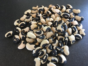Long Bean "Thai Soldier"