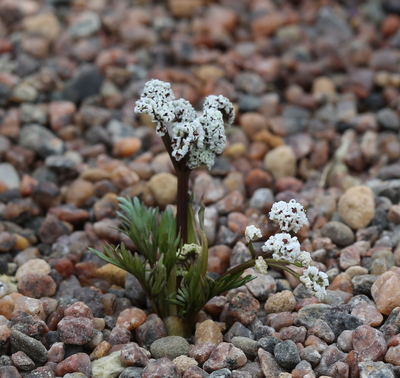 Lomatium gormanii