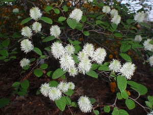 Dwarf witch-alder