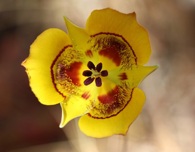 Calochortus clavatus