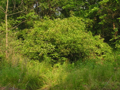 Cornus amomum