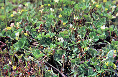 Trifolium subterraneum