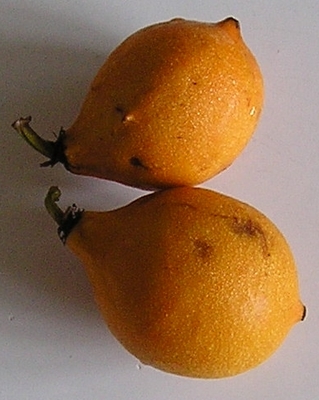 Garcinia gardneriana