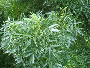 Narrow-Leaved Ash