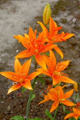 Lilium tsingtauense