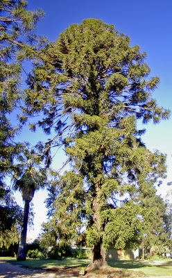 Araucaria bidwillii