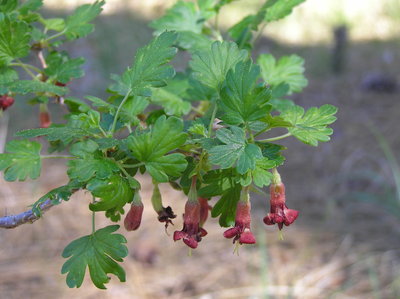 Ribes roezlii