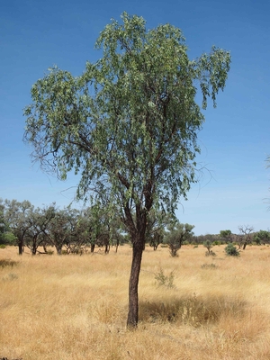 Santalum lanceolatum