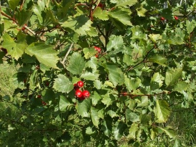 Crataegus flabellata