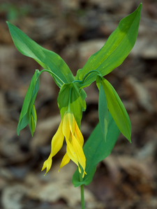 Fairybells