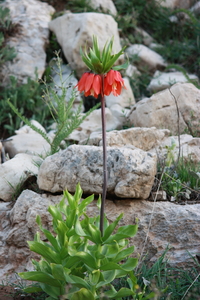 Crown Imperial