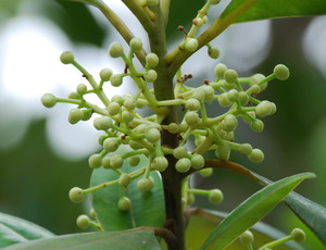 Brazil Beauty-Leaf