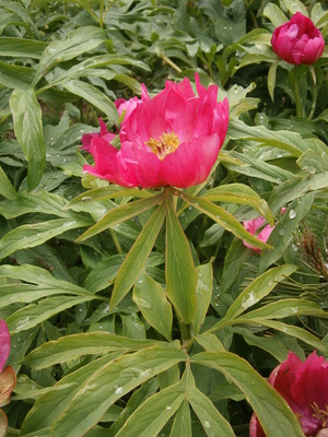 Paeonia officinalis