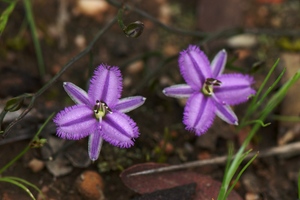 Twining Fringed Lily