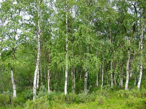 Silver Birch