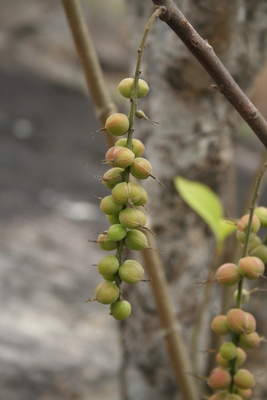 Alchornea cordifolia