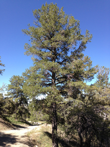 Limber pine