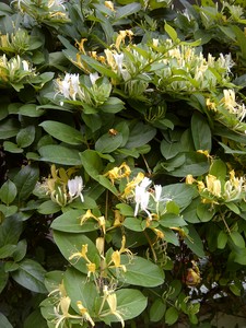 Japanese Honeysuckle