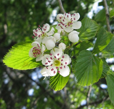 Crataegus punctata