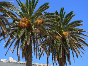 Canary Island Date Palm