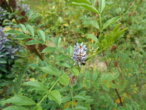 Wild Liquorice