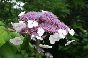 Hydrangea