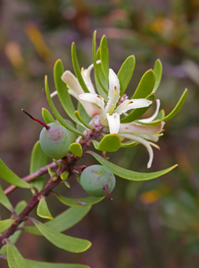 Persoonia gunnii