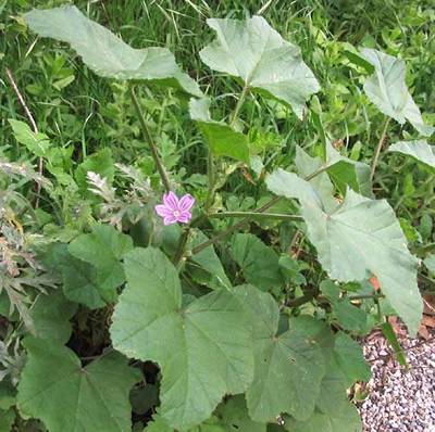 Malva nicaeensis