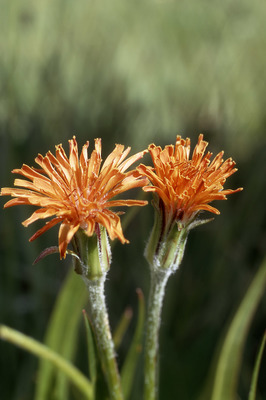 Agoseris aurantiaca