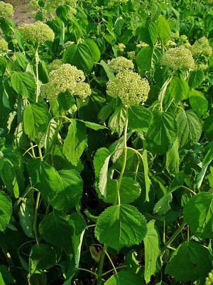 Hydrangea arborescens