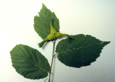 Corylus cornuta