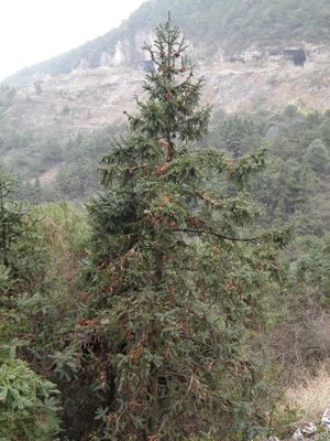 Cunninghamia lanceolata