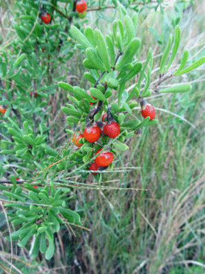 Lycium carolinianum