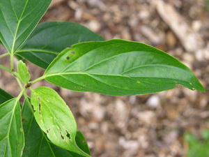 Cornus wilsoniana