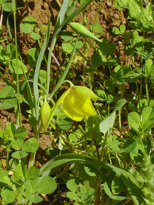 Calochortus pulchellus