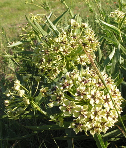 Spider Milkweed