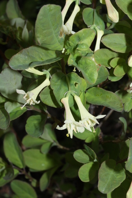 Lonicera utahensis